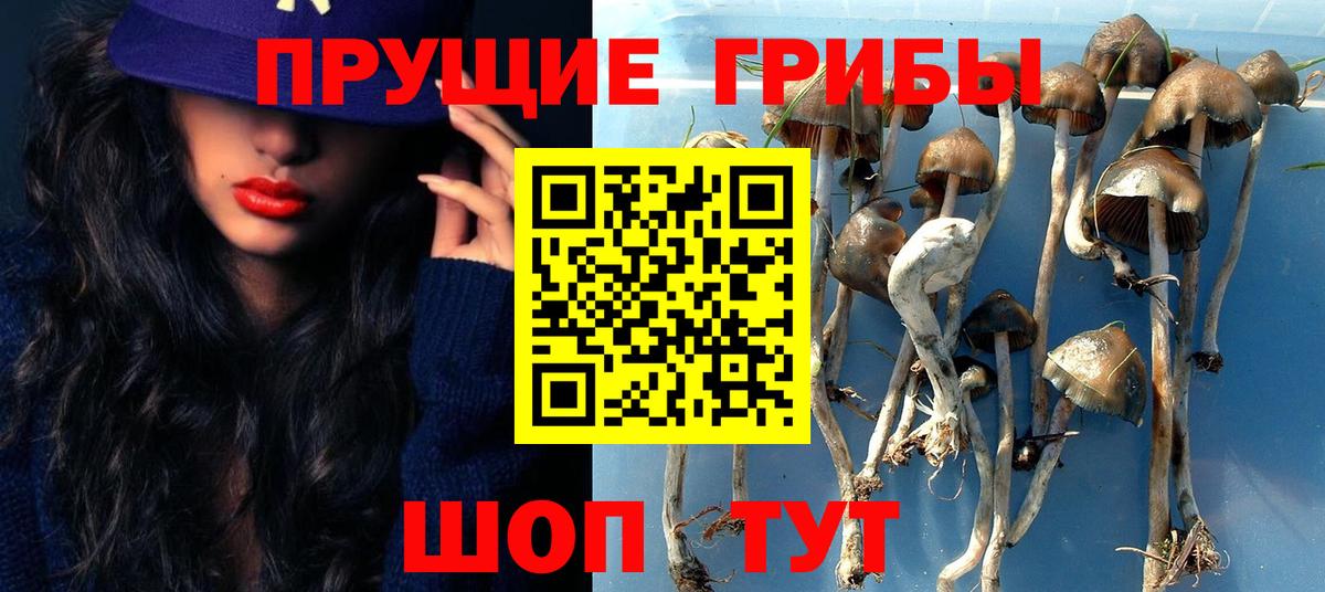 Галлюциногенные грибы Psilocybine cubensis Нарткала